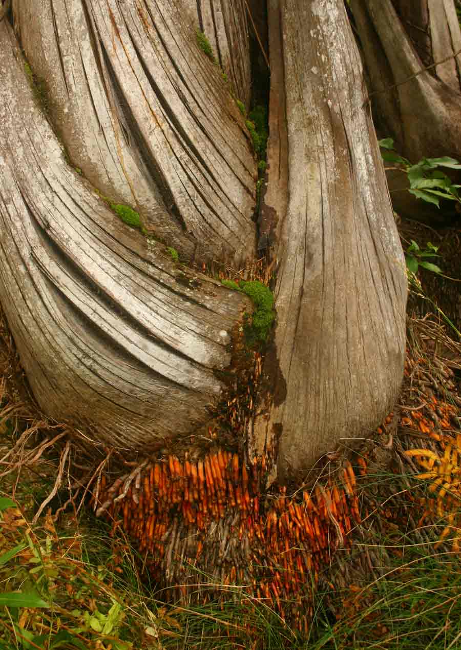 Raphia farinifera
