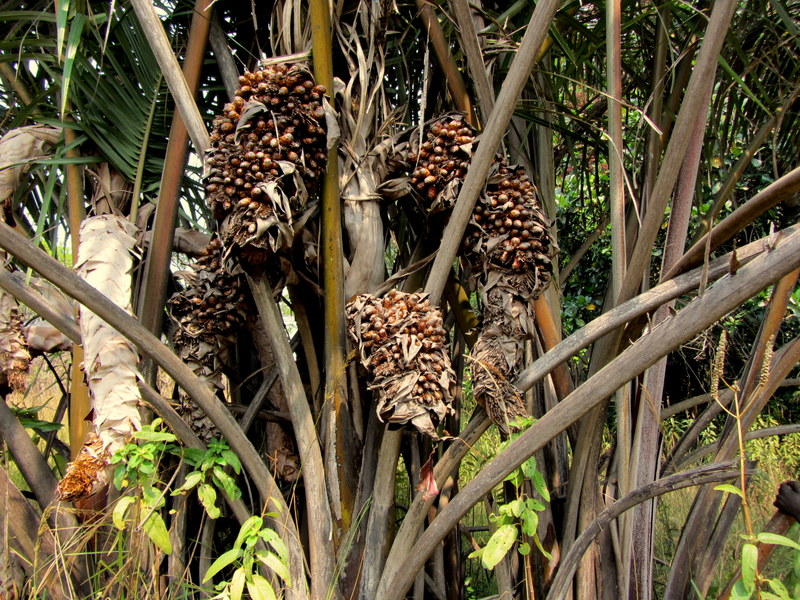 Raphia farinifera