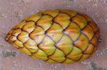 Raphia farinifera