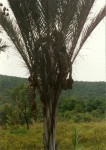 Raphia farinifera