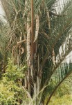 Raphia farinifera