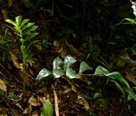 Zamioculcas zamiifolia