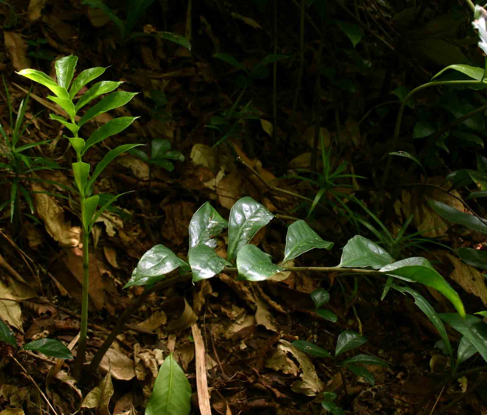 Zamioculcas zamiifolia