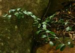 Zamioculcas zamiifolia