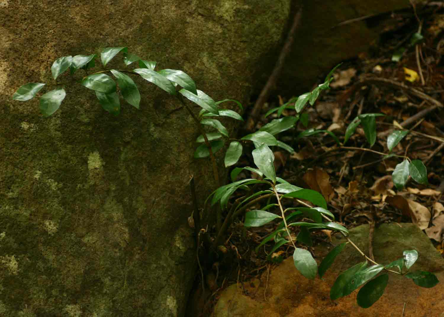 Zamioculcas zamiifolia