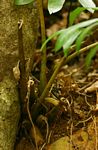Zamioculcas zamiifolia