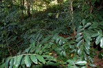 Zamioculcas zamiifolia