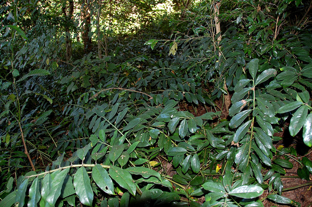 Zamioculcas zamiifolia