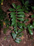 Zamioculcas zamiifolia