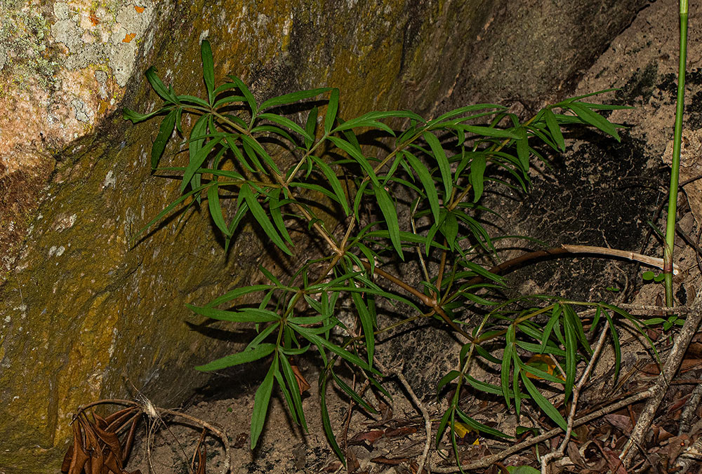 Gonatopus angustus