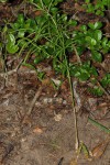 Gonatopus angustus