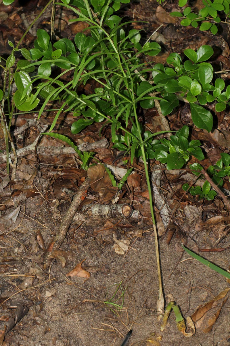 Gonatopus angustus