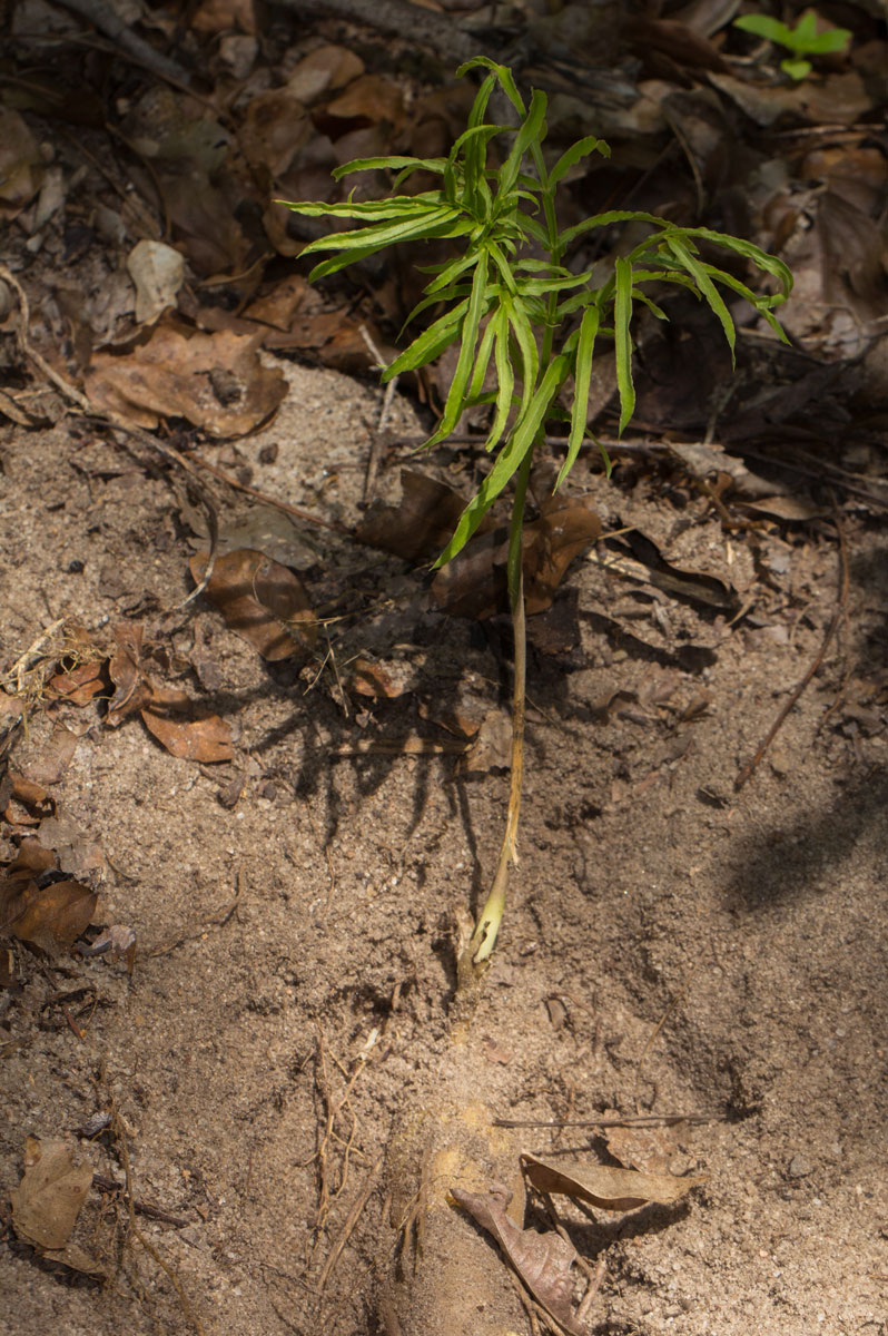 Gonatopus angustus
