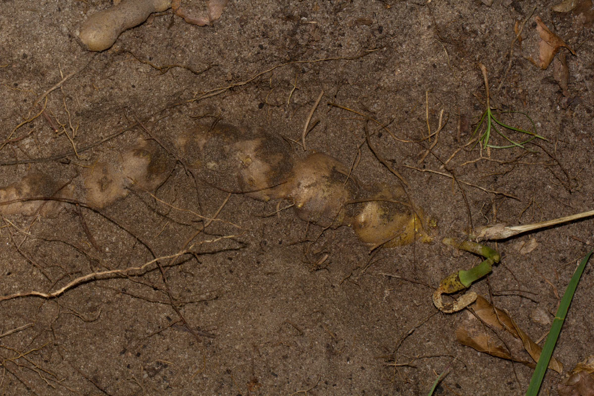 Gonatopus angustus