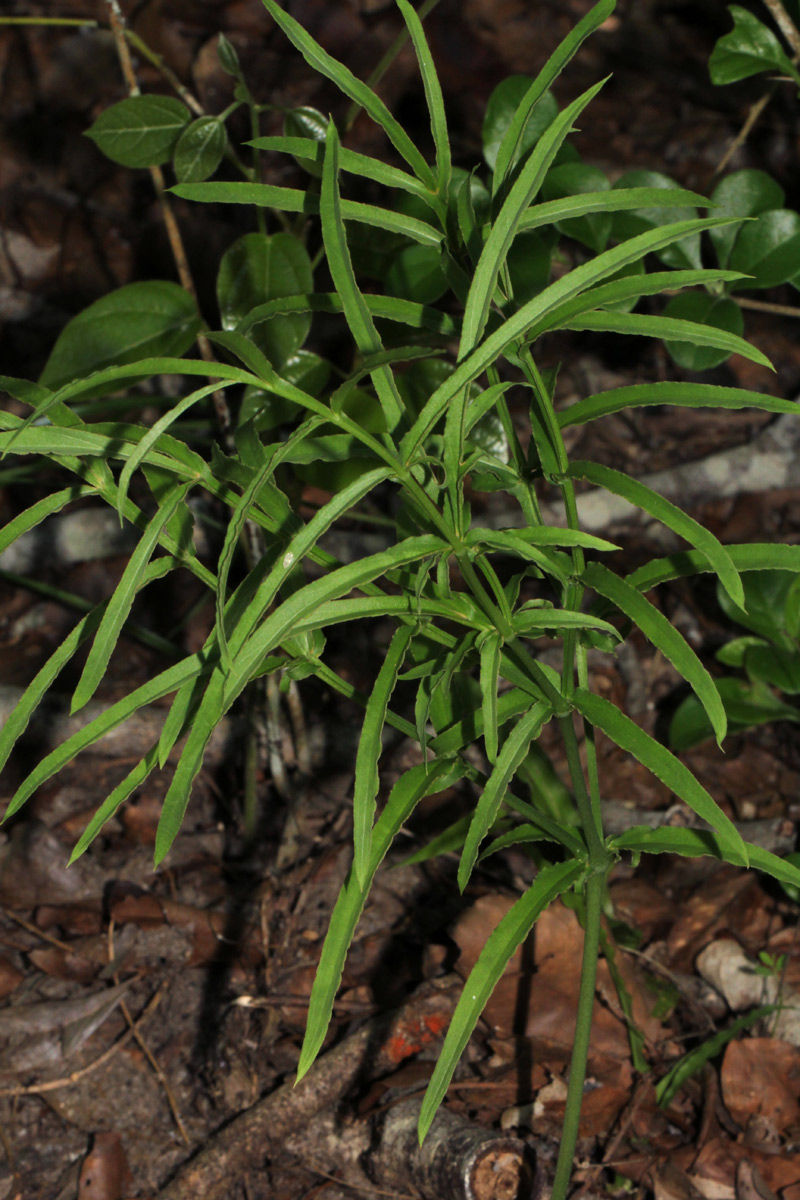 Gonatopus angustus