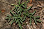 Gonatopus angustus