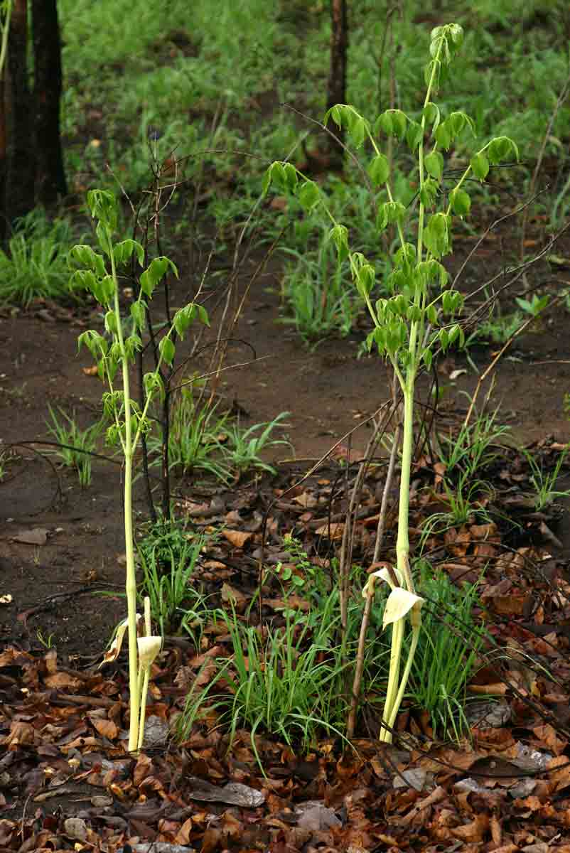 Gonatopus boivinii