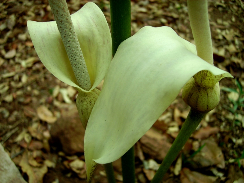 Gonatopus boivinii
