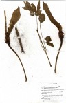Gonatopus boivinii