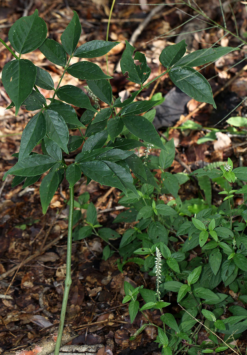 Gonatopus boivinii