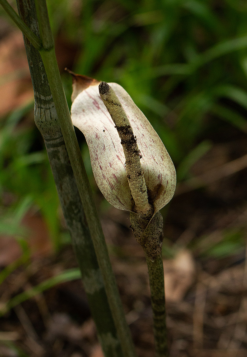 Gonatopus boivinii