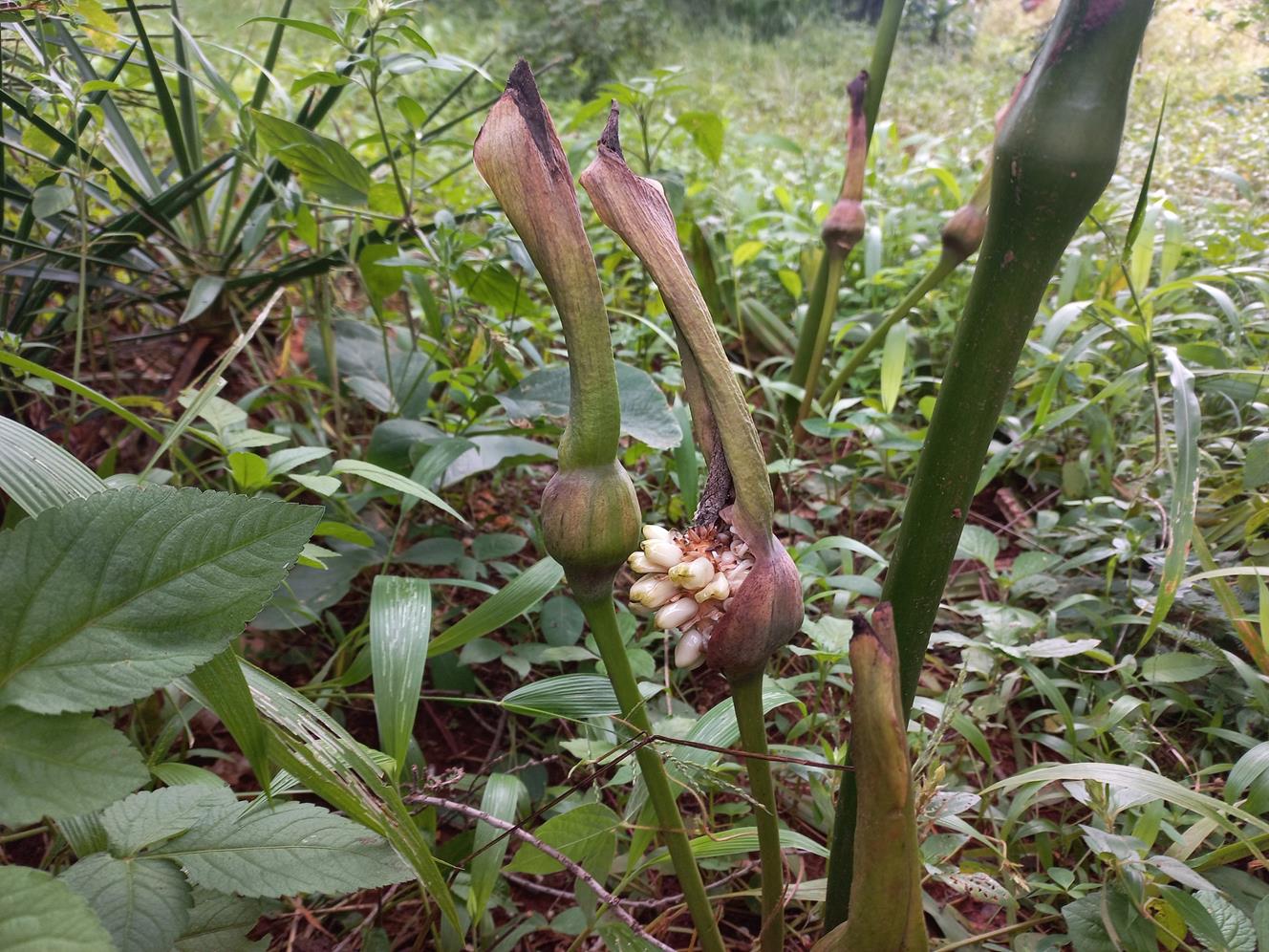 Gonatopus boivinii