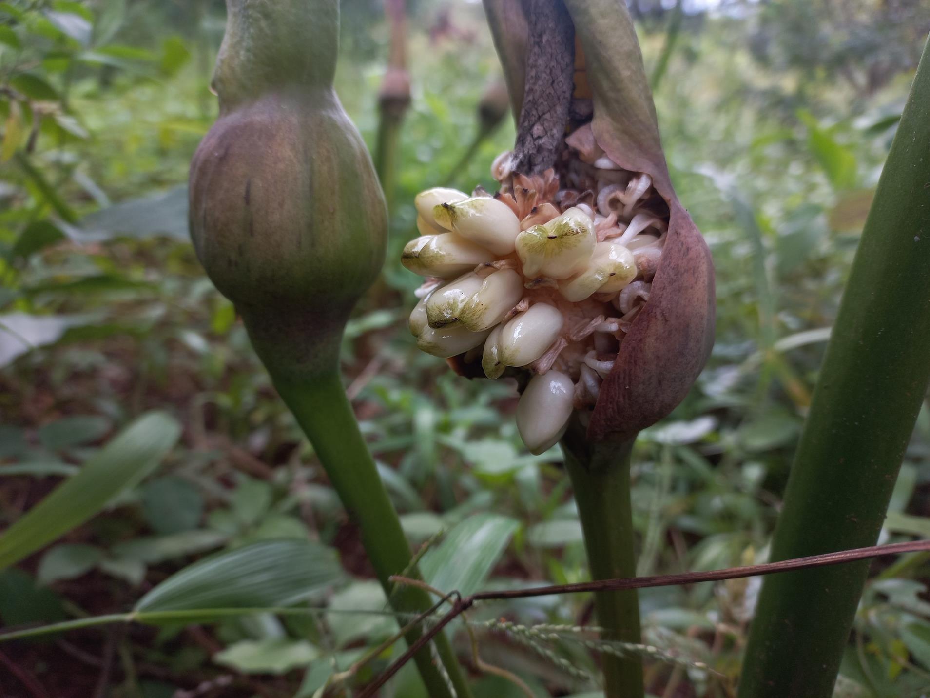 Gonatopus boivinii