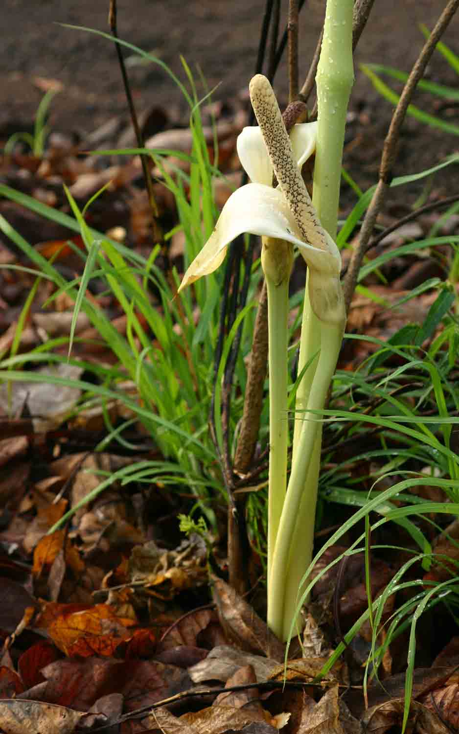 Gonatopus boivinii