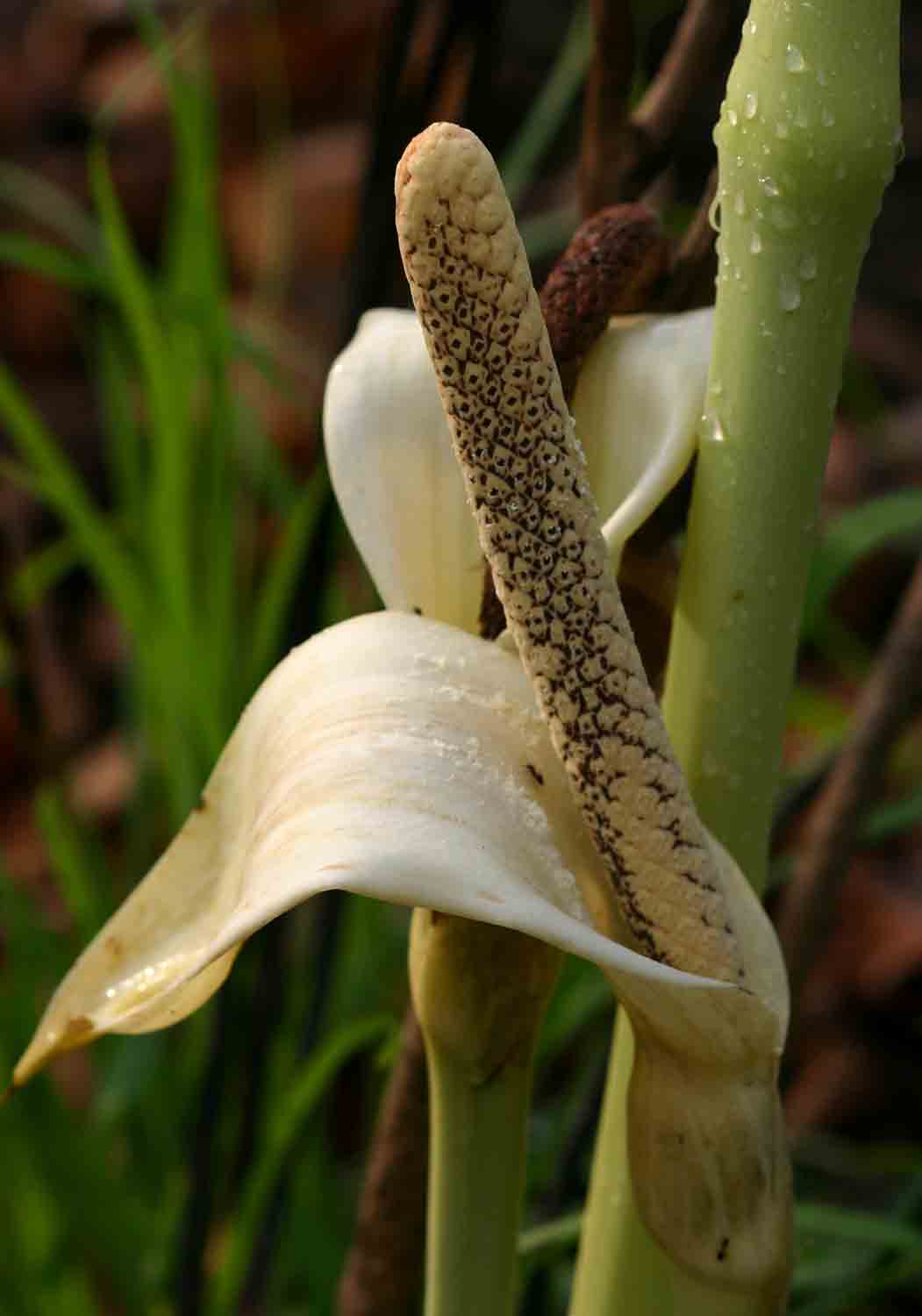 Gonatopus boivinii
