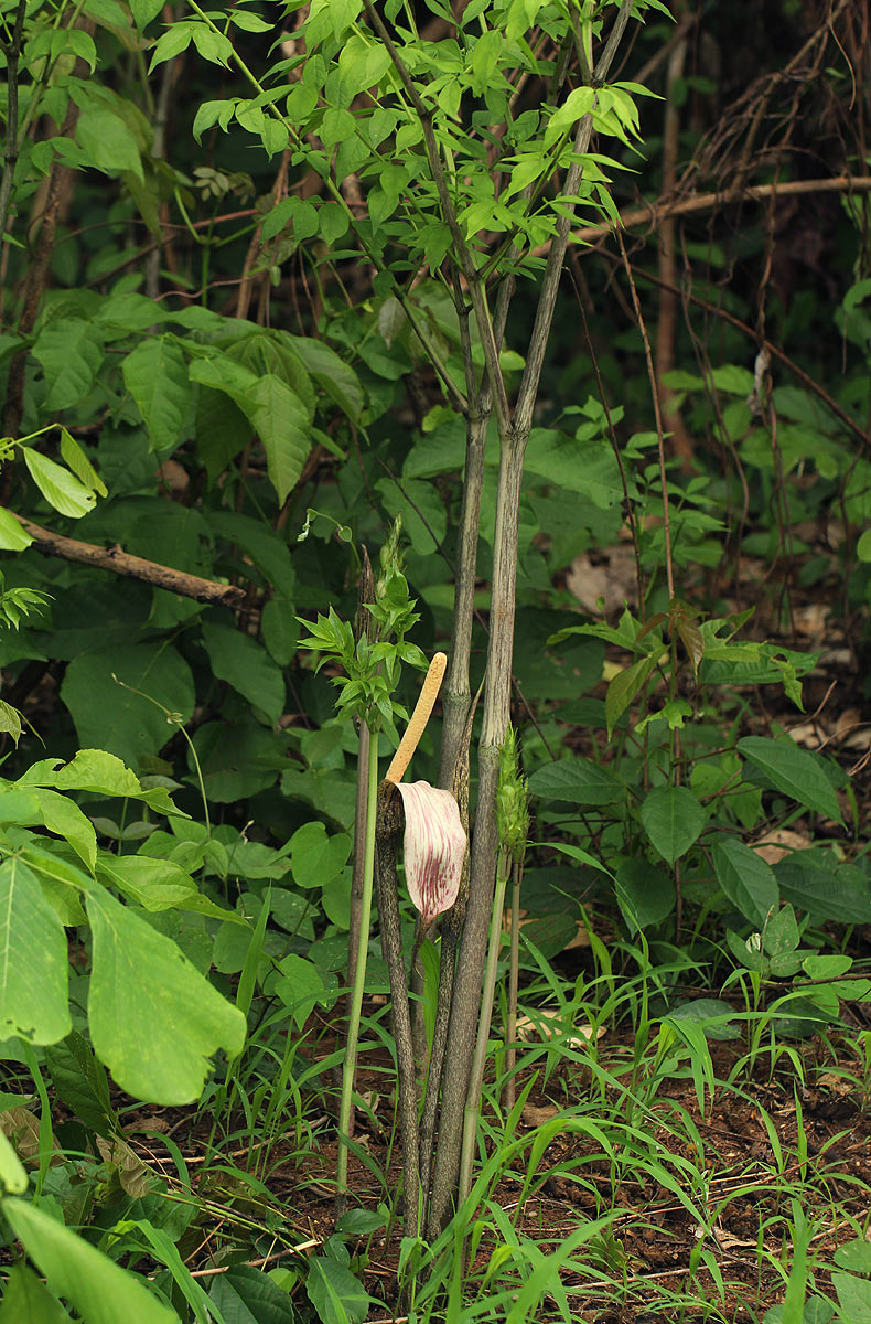 Gonatopus boivinii