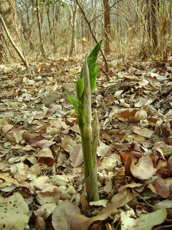 Gonatopus boivinii