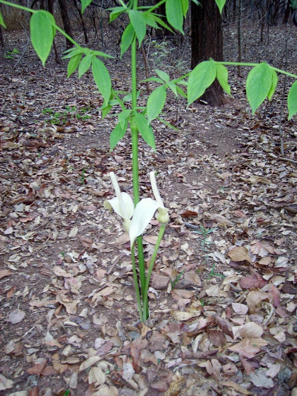 Gonatopus boivinii