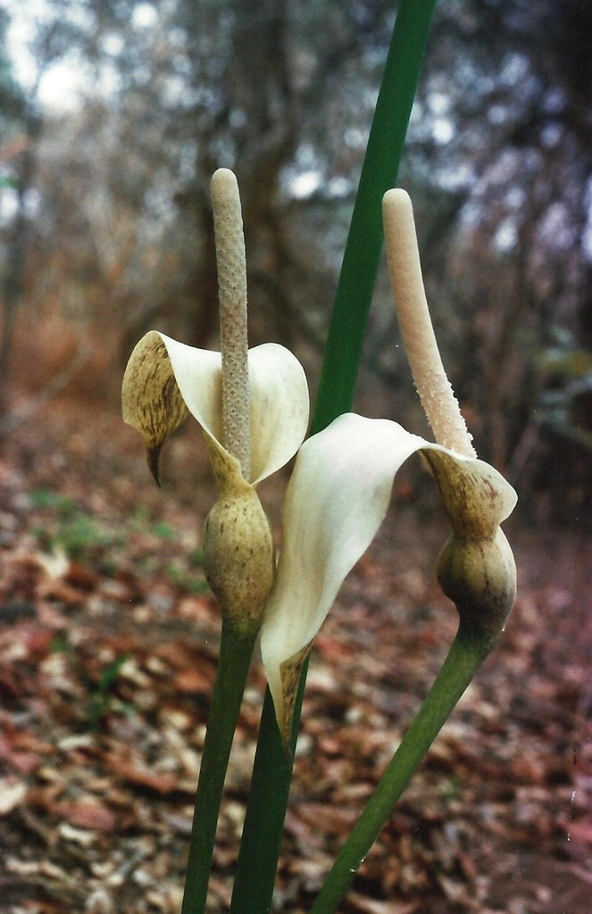 Gonatopus boivinii