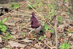 Amorphophallus abyssinicus subsp. unyikae