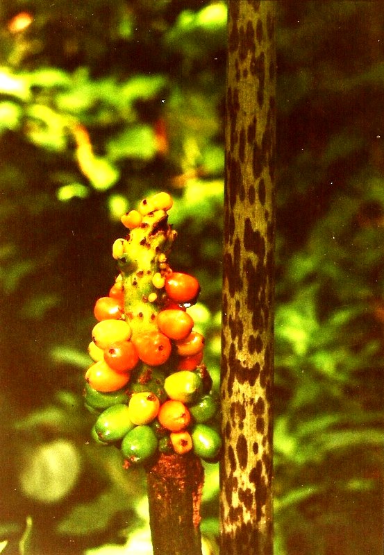 Amorphophallus abyssinicus subsp. unyikae