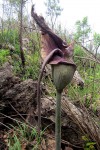 Amorphophallus maximus subsp. fischeri