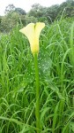 Zantedeschia albomaculata subsp. albomaculata