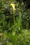 Zantedeschia albomaculata subsp. albomaculata