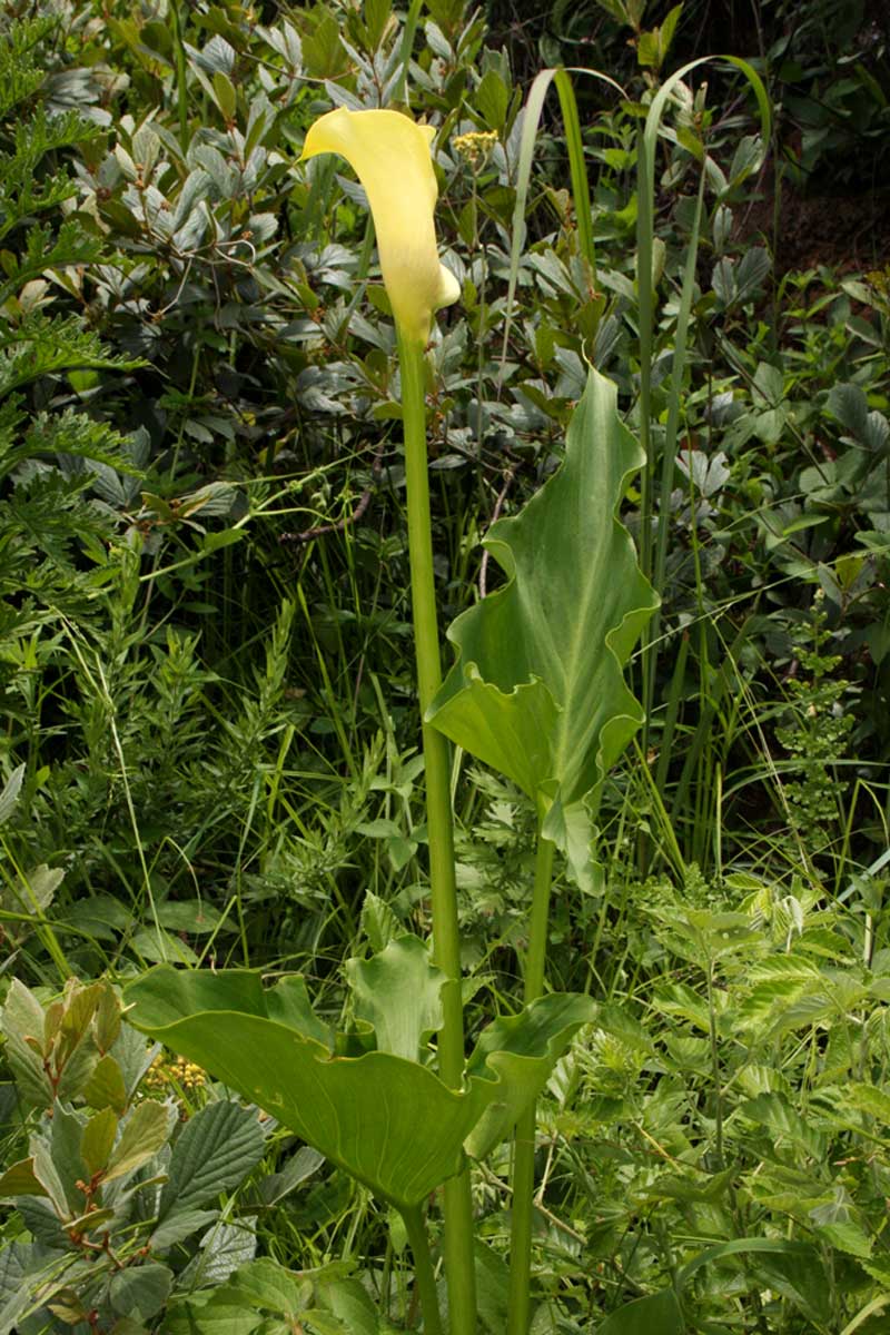 Zantedeschia albomaculata subsp. albomaculata
