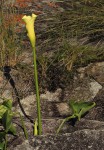 Zantedeschia albomaculata subsp. albomaculata
