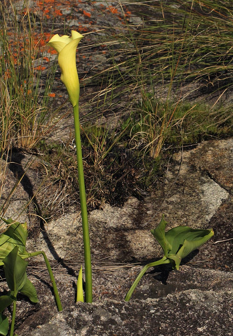 Zantedeschia albomaculata subsp. albomaculata