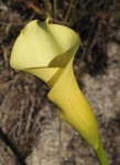 Zantedeschia albomaculata subsp. albomaculata