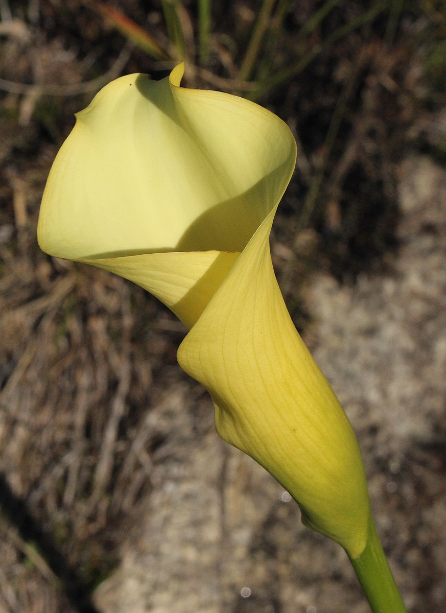 Zantedeschia albomaculata subsp. albomaculata