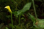 Zantedeschia albomaculata subsp. albomaculata