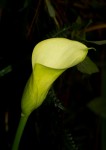 Zantedeschia albomaculata subsp. albomaculata