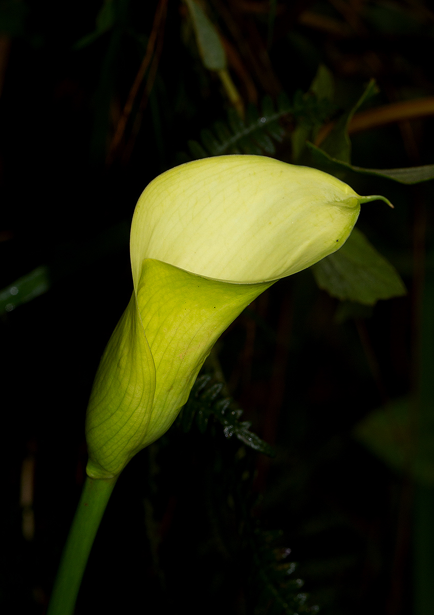 Zantedeschia albomaculata subsp. albomaculata
