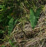 Colocasia esculenta