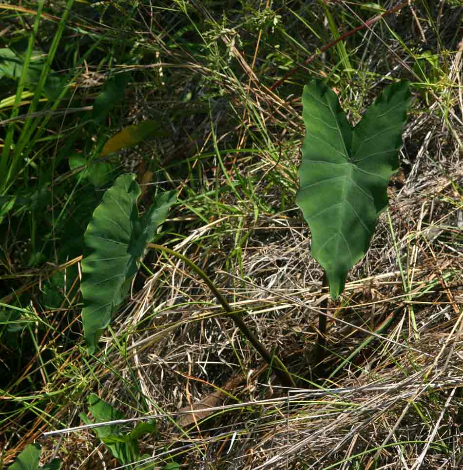 Colocasia esculenta