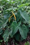 Colocasia esculenta