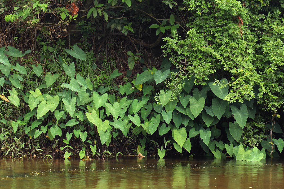 Colocasia esculenta